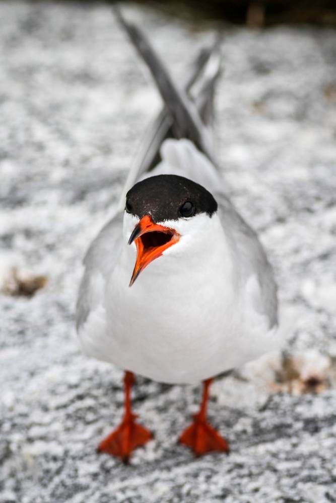 Common Tern by Fyn Kynd is licensed under CC BY 2.0